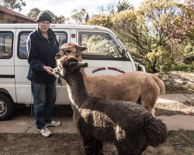 Nils Lantzke with two of his trained therapy alpacas