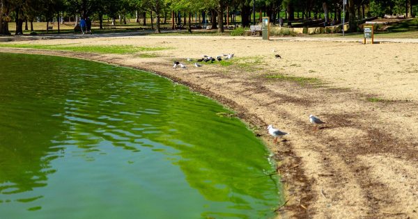 Could picking up grass clippings after mowing be key to saving Lake Tuggeranong?