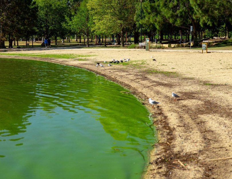 Algal blooms in Lake Tuggeranong