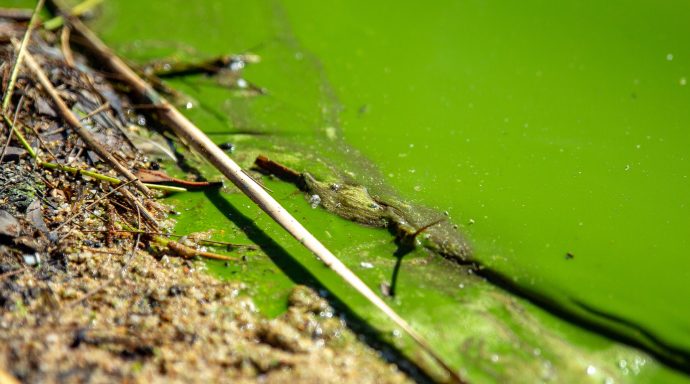 Lake Tuggeranong reopens after months of extreme blue-green algae | The ...