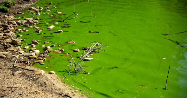 Why does Lake Tuggeranong smell and look so foul?