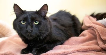 RSPCA ACT’s Pets of the Week – Cadillac & Nate