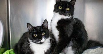 RSPCA ACT’s Pets of the Week – Roger, Cagney & Lacey
