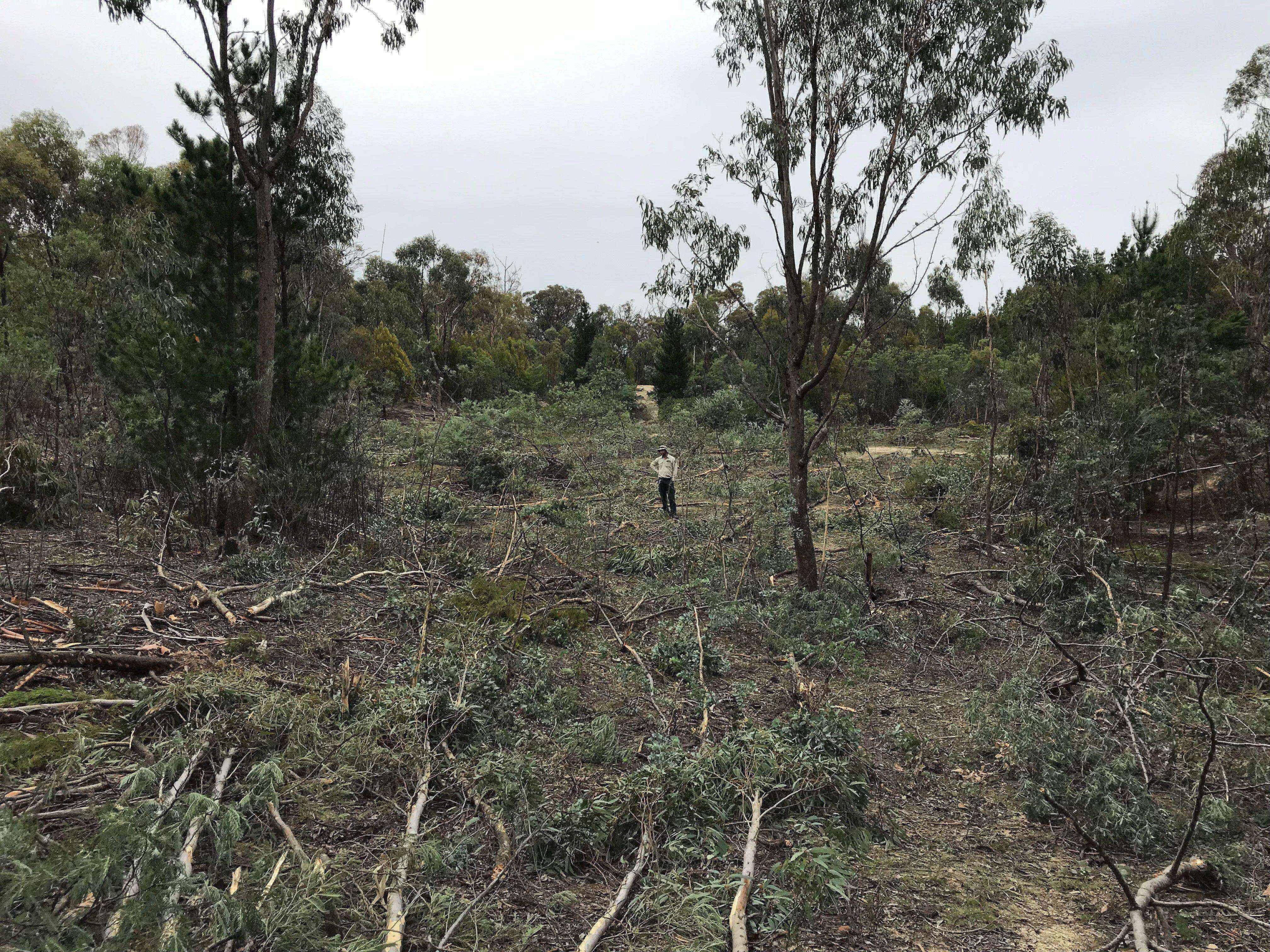4WD wreaks havoc on regenerating bushland at Pierces Creek