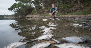 Another coastal waterway in distress, hundreds of fish dead near Moruya
