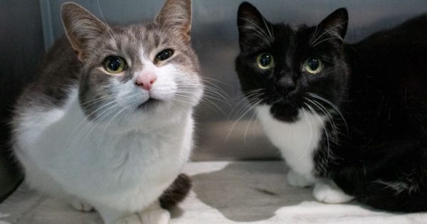 RSPCA ACT’s Pets of the Week – Jake, Muppet & Pippin