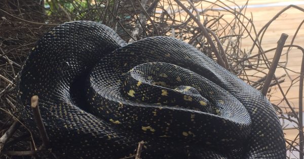 27 pythons seized from ACT home in nationwide blitz on reptile smuggling