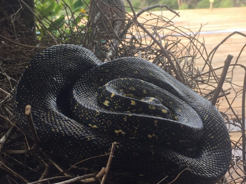 "Like all pythons, these beautiful snakes are non-venomous." Photo: Lisa Herbert.