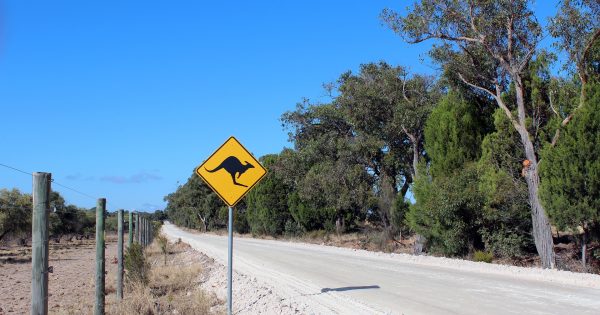 A moo or a roo on the road: liability for collisions with animals on the road
