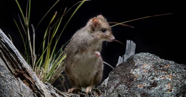 Did 67 rare bettongs die to prove foxes are killers?