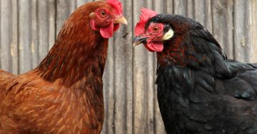 Chook Chat with Cheryl Nelson - New chooks in the hen house