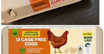 Eggs recalled from ACT due to salmonella concerns
