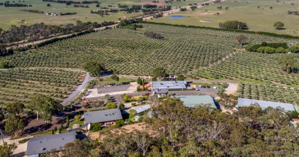 Award-winning Fedra Olive Grove and tourism facilities for sale 55 km from Canberra