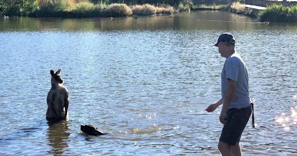 ‘Only in Canberra’: Bizarre stand-off between kangaroo and dog caught on video