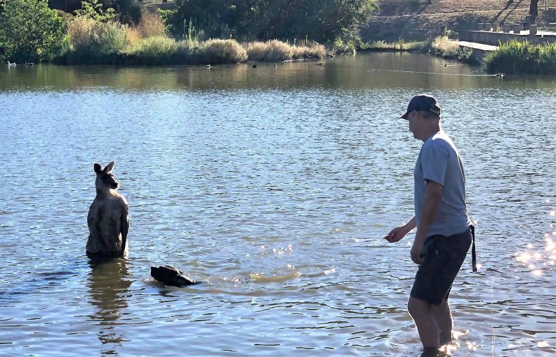 Only In Canberra Bizarre Stand Off Between Kangaroo And Dog Caught On Video The Riotact