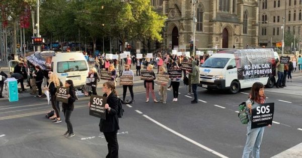 Goulburn a flashpoint in animal rights national day of action