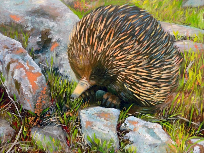 Australian Echidna seen at the top of Mount Majura