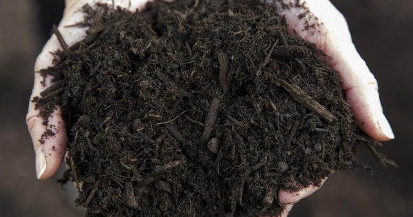 What happens to my green waste?