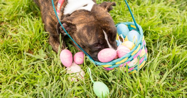 RSPCA ACT reminds pet owners to avoid Easter dangers