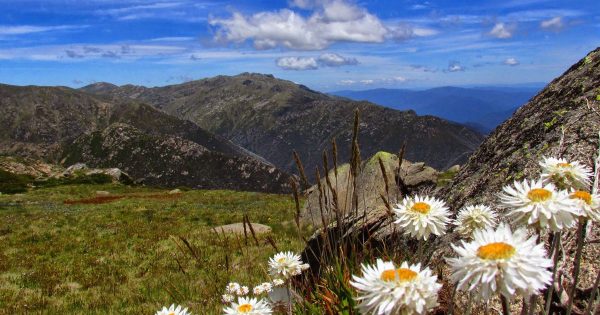 Learning lessons from the past when it comes to saving alpine plants from climate change