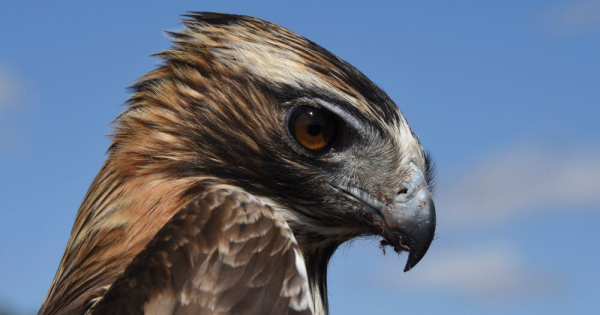 Local vulnerable Little Eagles flying on grand Aussie tours