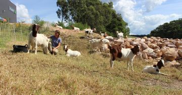 Herds for Hire munch war on weeds from Merimbula to Lake Burley Griffin