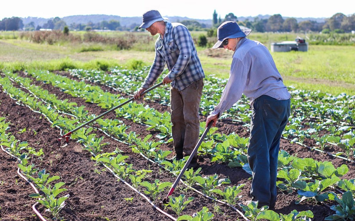 Tim and Tobie of Queen-Street Growers, Moruya. Photo: Kate Raymond.