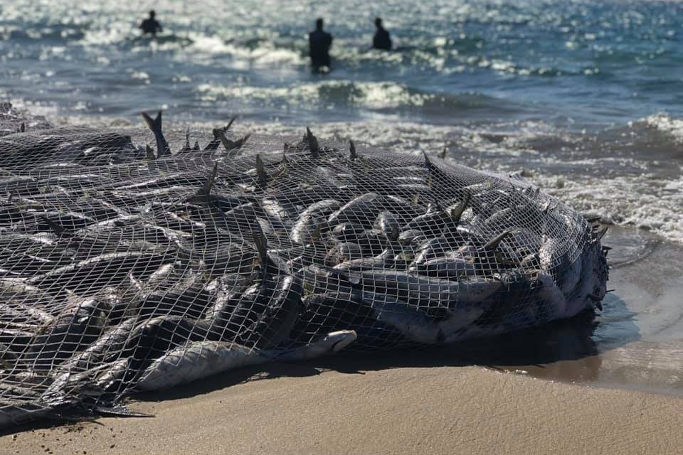 Far South Coast mullet run sends a surge through nature Riotact