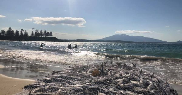 Far South Coast mullet run sends a surge through nature