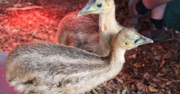 World's third largest bird now calls Tathra home - Gorge & Adelaide, the Southern Cassowaries