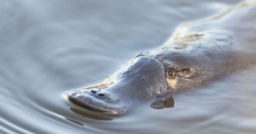 Platypus killings raises concerns about illegal yabby traps