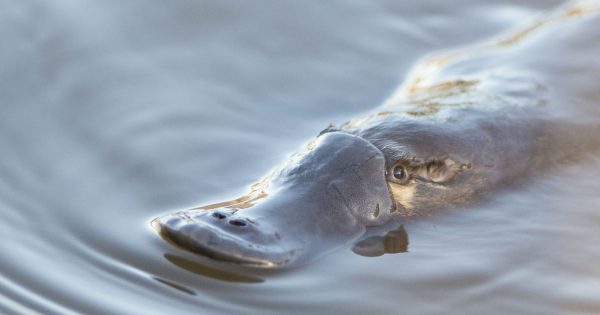 Citizen science to get more involved in the lives of local platypus