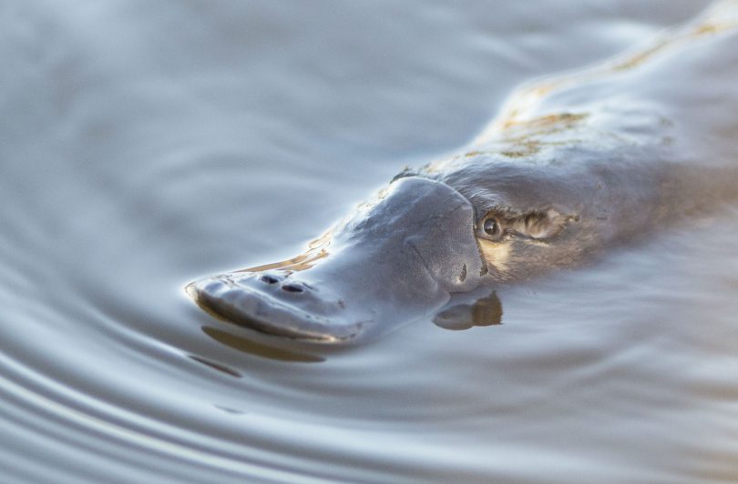 Anyone interested in platypus's is urged to come along to the Cooma Exservices Club or Dalgety Memorial Hall on April 29 or May 4. Photo: Suplied.