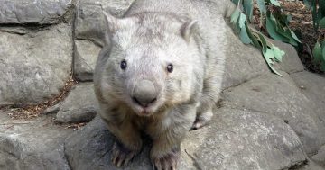 World’s oldest wombat dies at Canberra’s zoo at the age of 32