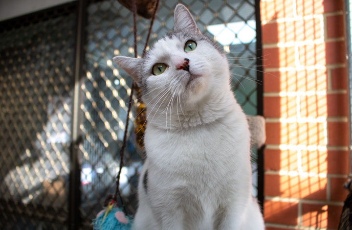 Curious Winnie is looking for love at the Shelter.