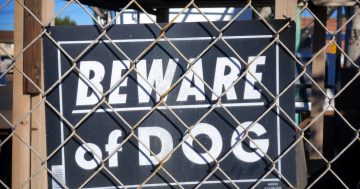 Dog attacks - legislation alone won't fix this problem