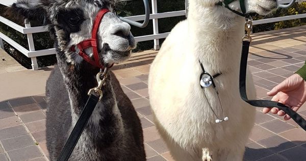 Dog which brutally mauled therapy alpaca still not found six weeks later