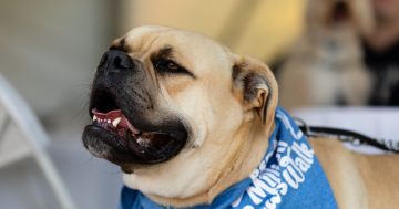Dogs have their day at RSPCA Million Paws Walk