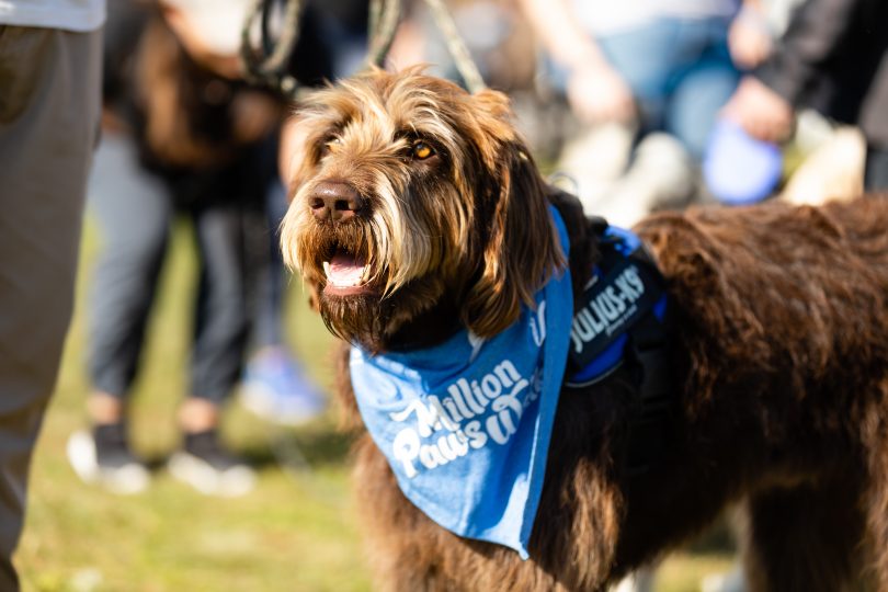 Brown dog at RSPCA Million Paws Walk event.