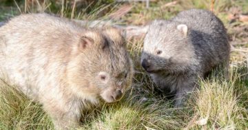 How to drench a wombat and cure the mange: ACT trial is a success