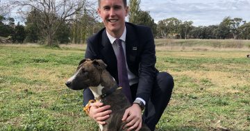 ACT Government rolls out new law requiring yearly dog registration