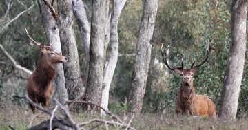Parts of Namadgi and Bimberi to close for feral deer and pig cull