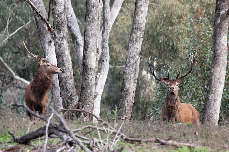 Red Deer Photo: Peter Tremain (Invasive Animals image).