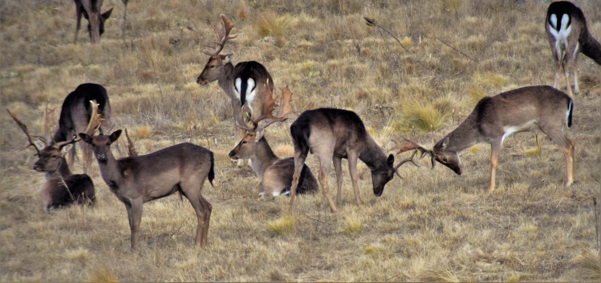 Fallow deer 