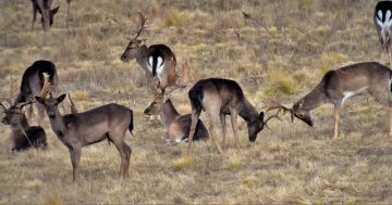 Parks and Conservation has invasive deer in its sights with aerial shooting program