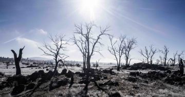 Why are the high country's iconic snow gums dying?