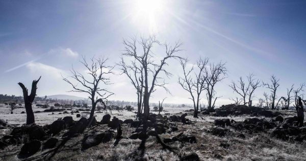 Monaro dieback is a devastating metaphor for climate change