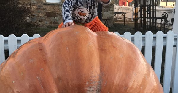 Pumpkins, sunshine and family fun at Collector this Sunday