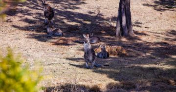 More than 4000 kangaroos killed in biggest cull ever