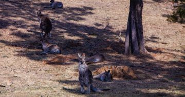 4076 roos to be shot during ACT's largest kangaroo cull